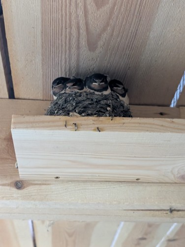 Półka lęgowa dla jaskółek dymówek