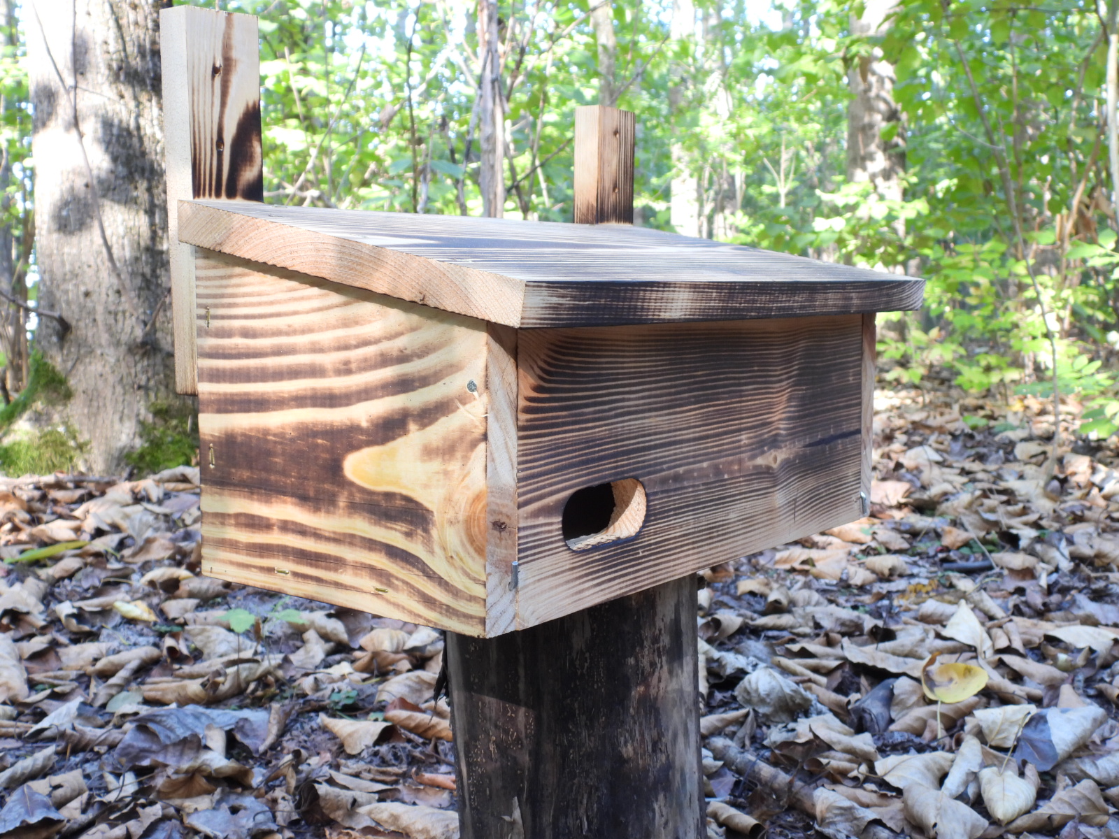 Budka lęgowa dla jerzyka typ J